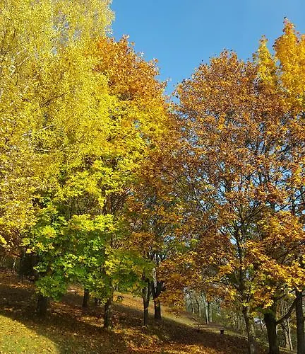 Vitalhotel Koenig Am Park