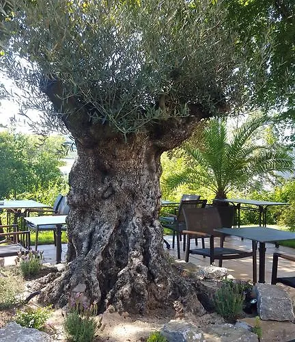 Vitalhotel Koenig Am Park ホテル バート・メルゲントハイム