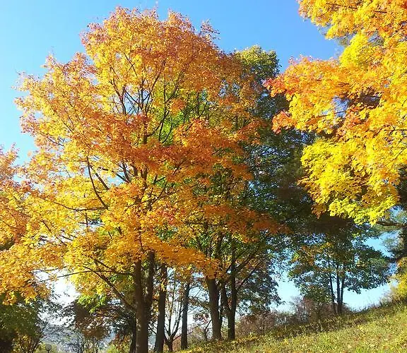ホテル Vitalhotel Koenig Am Park バート・メルゲントハイム